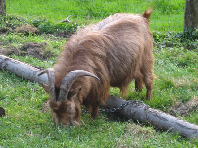 Saint-Michel - Borzée 2007